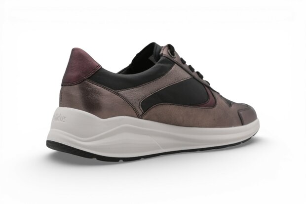 Solidus Kitty ALA/Sud