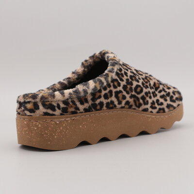 Rohde Foggia-D Ginger